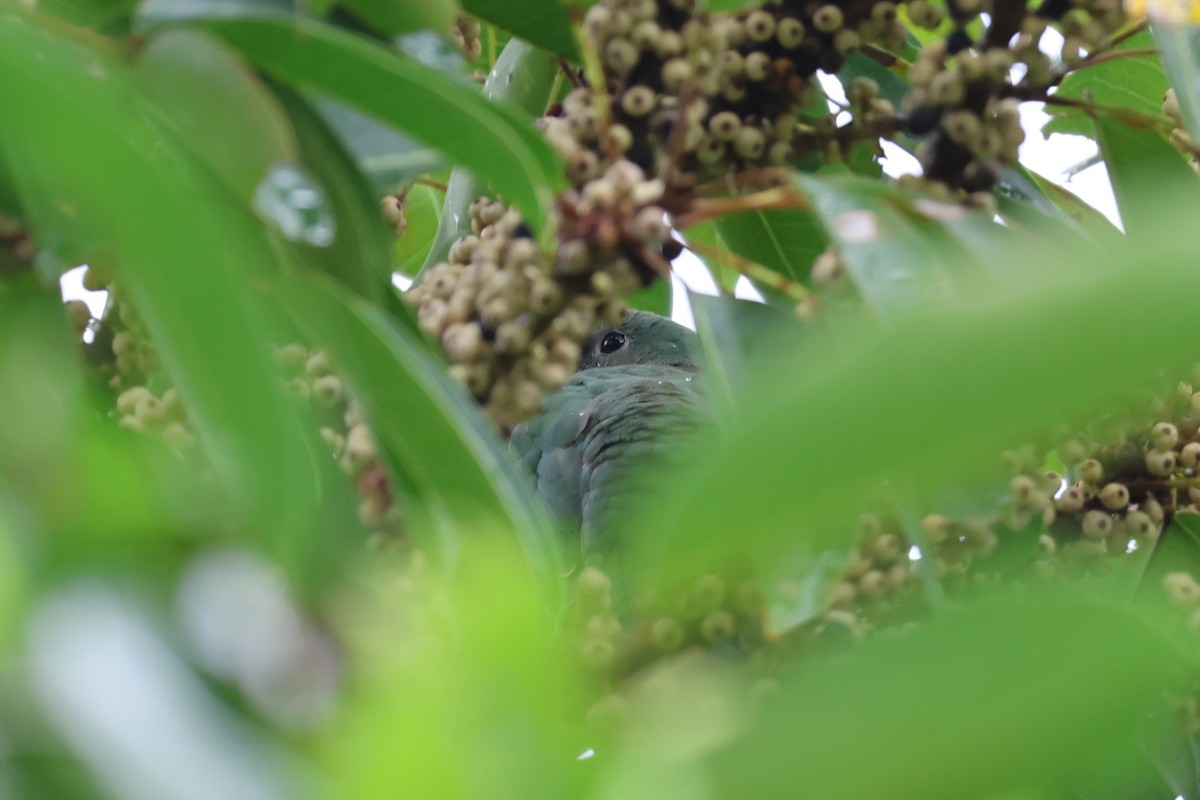 Black-chinned Fruit-Dove - ML644189492