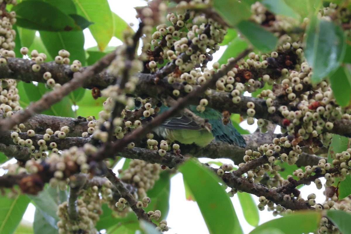 Black-chinned Fruit-Dove - ML644189493