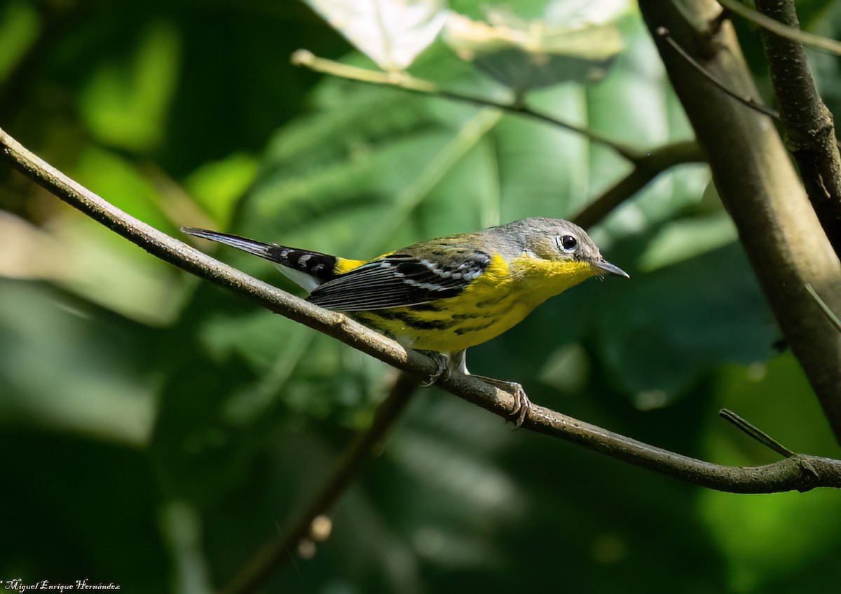 Magnolia Warbler - ML644189494