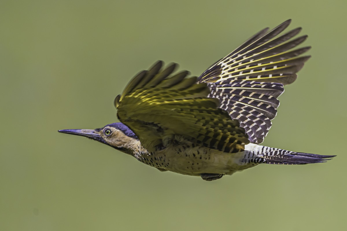 Andean Flicker - ML644189502