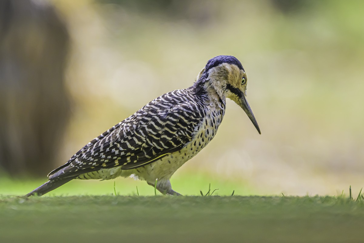 Andean Flicker - ML644189503