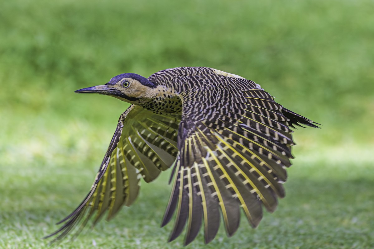 Andean Flicker - ML644189504