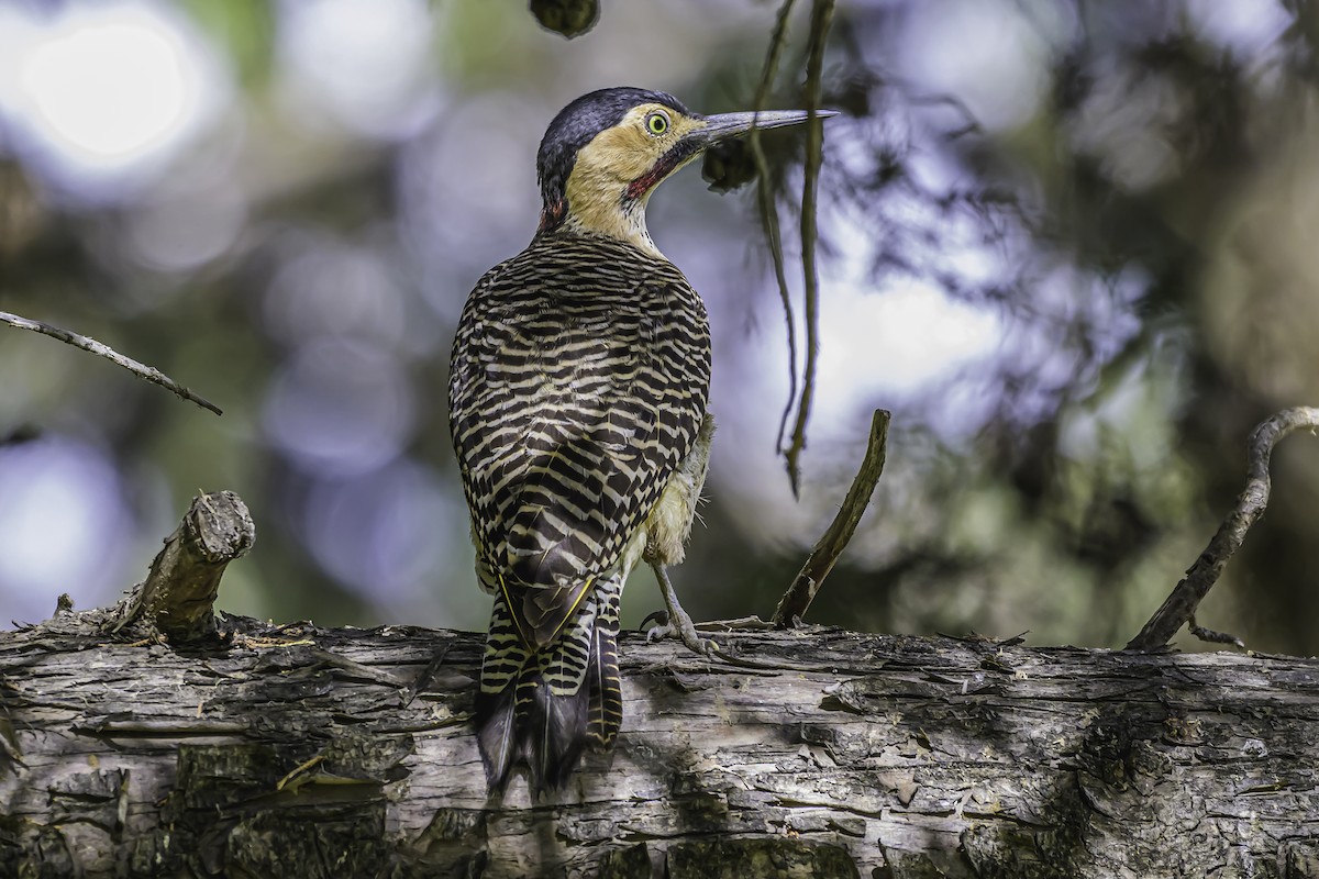 Andean Flicker - ML644189505
