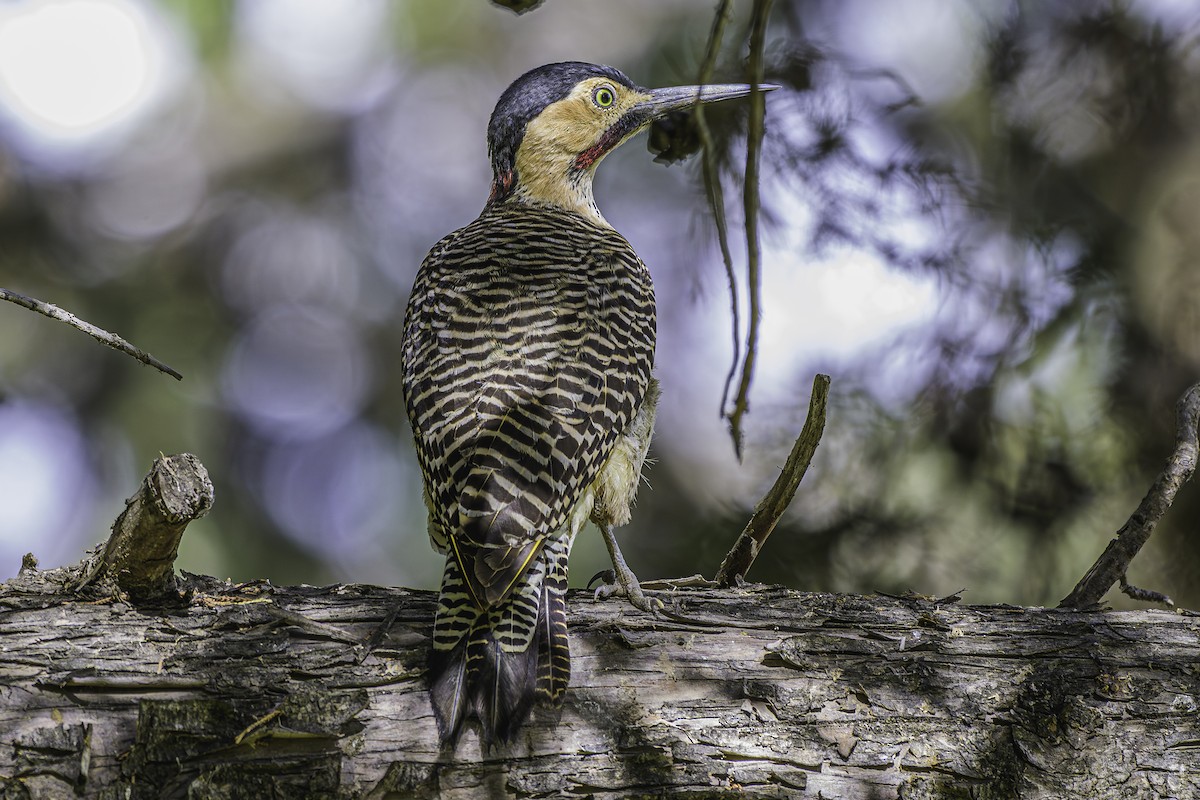 Andean Flicker - ML644189506