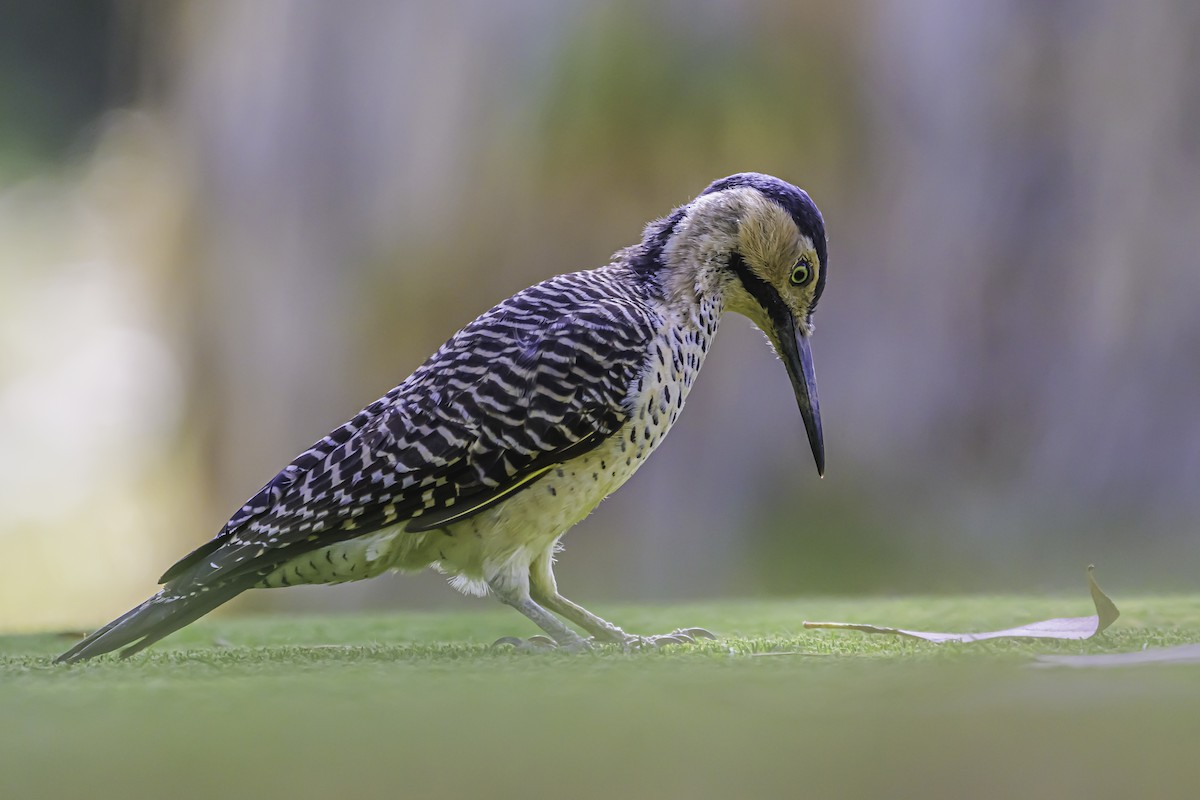 Andean Flicker - ML644189507