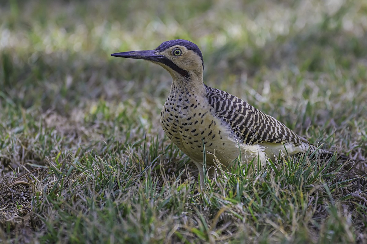 Andean Flicker - ML644189509
