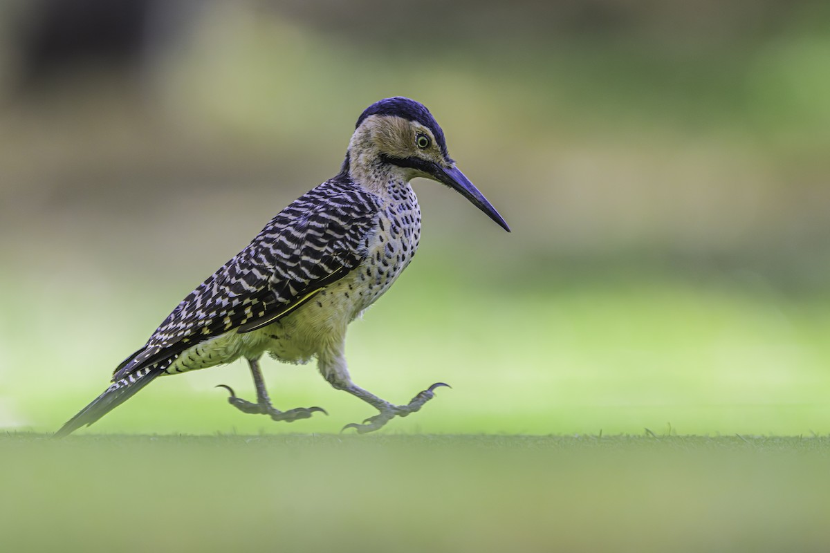 Andean Flicker - ML644189510