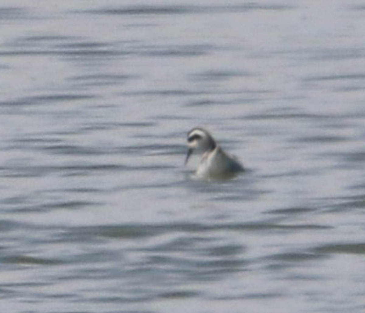 Нарийн сэлээхэй - ML644189540