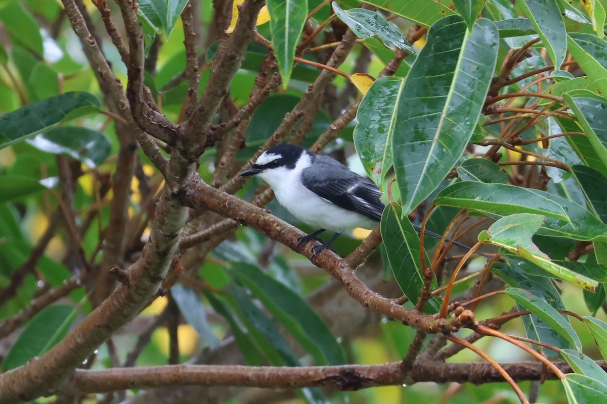 サンショウクイ - ML644189543