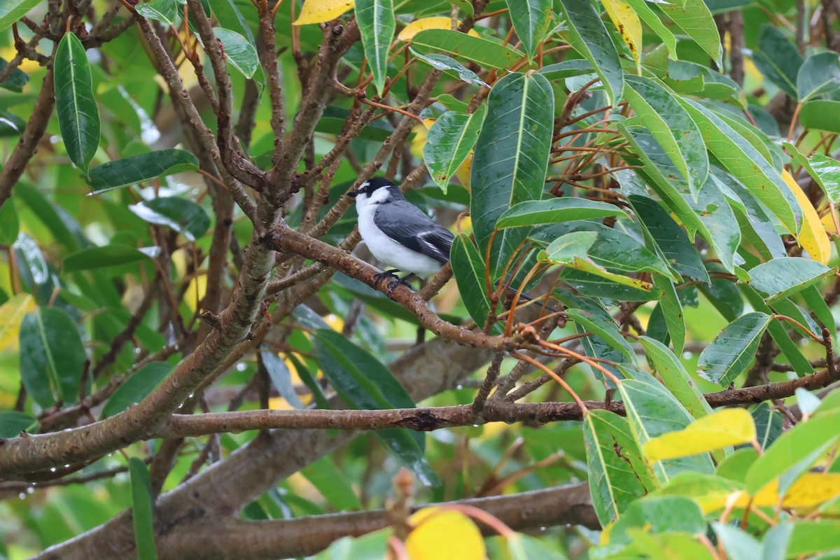 サンショウクイ - ML644189544