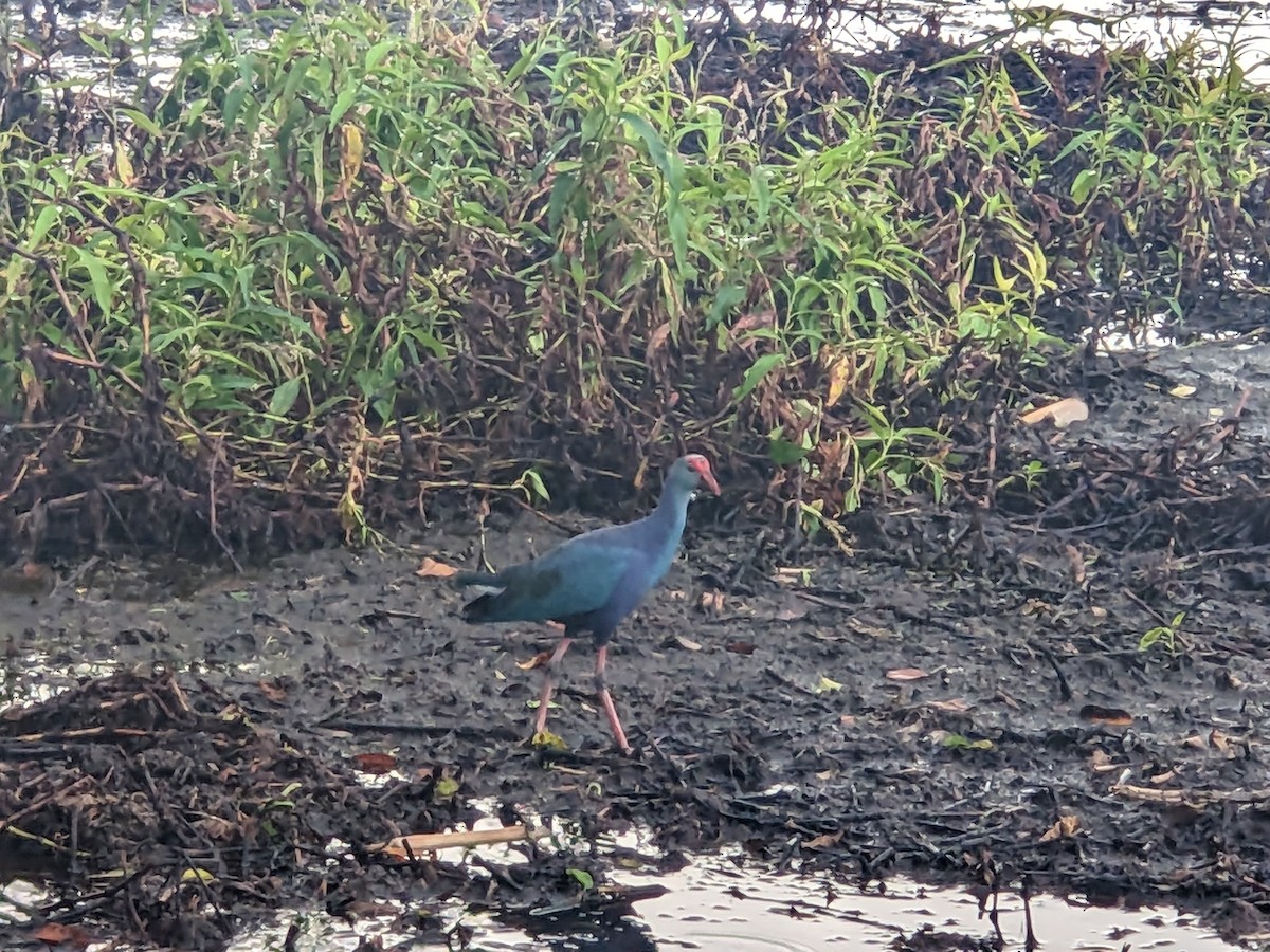 灰頭紫水雞 - ML644189545