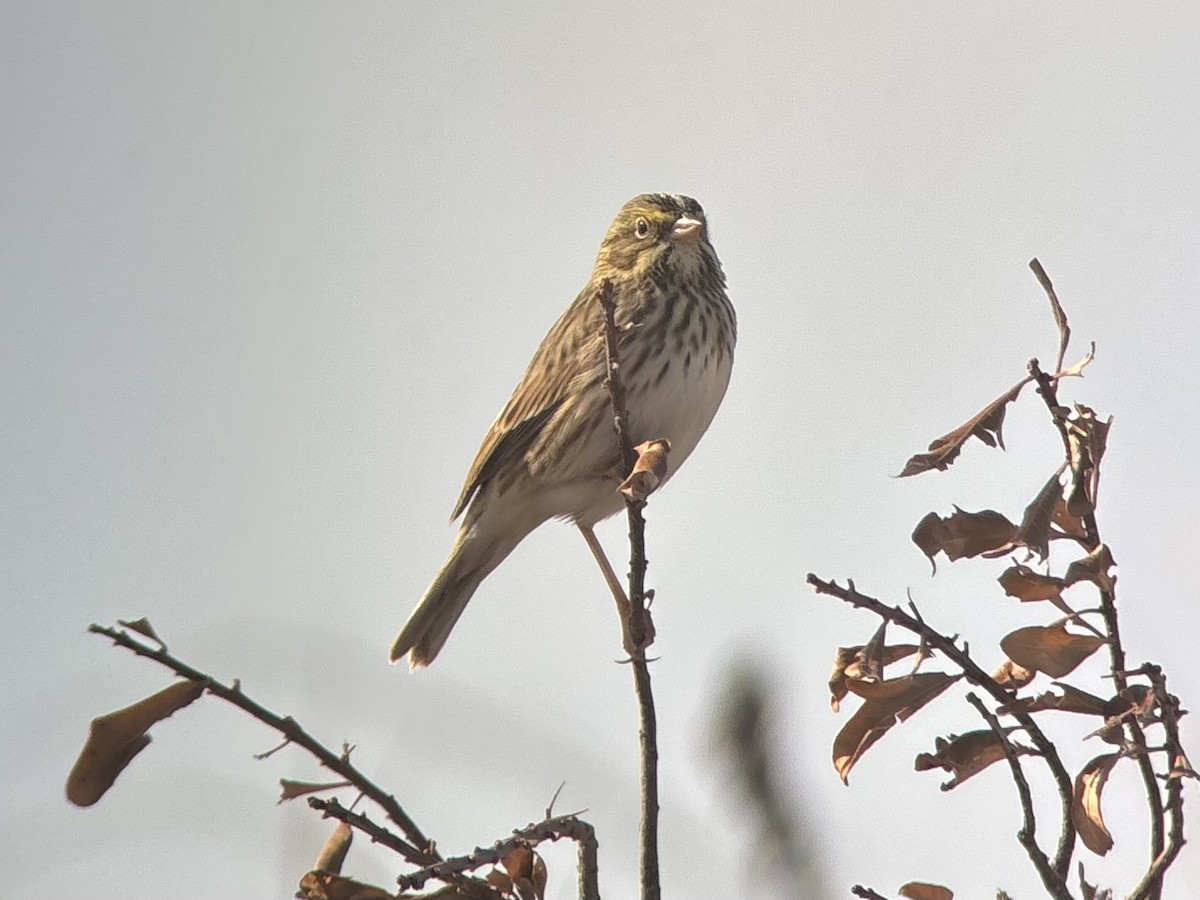 Savannah Sparrow - ML644189551