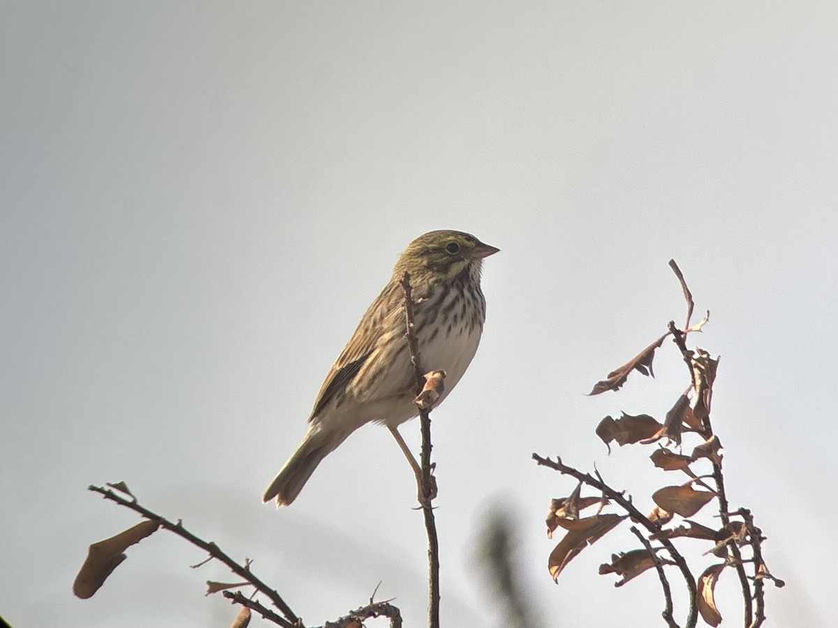 Savannah Sparrow - ML644189552