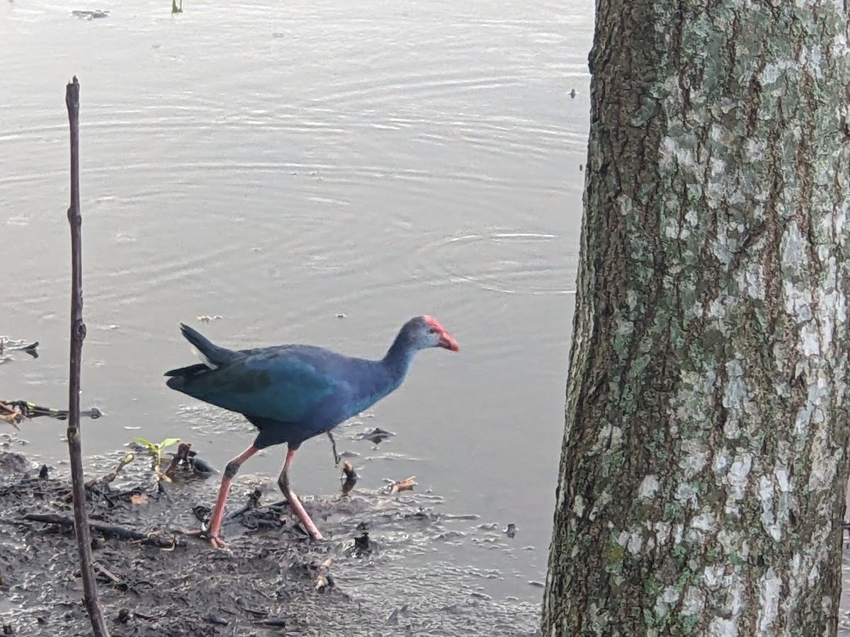 灰頭紫水雞 - ML644189570