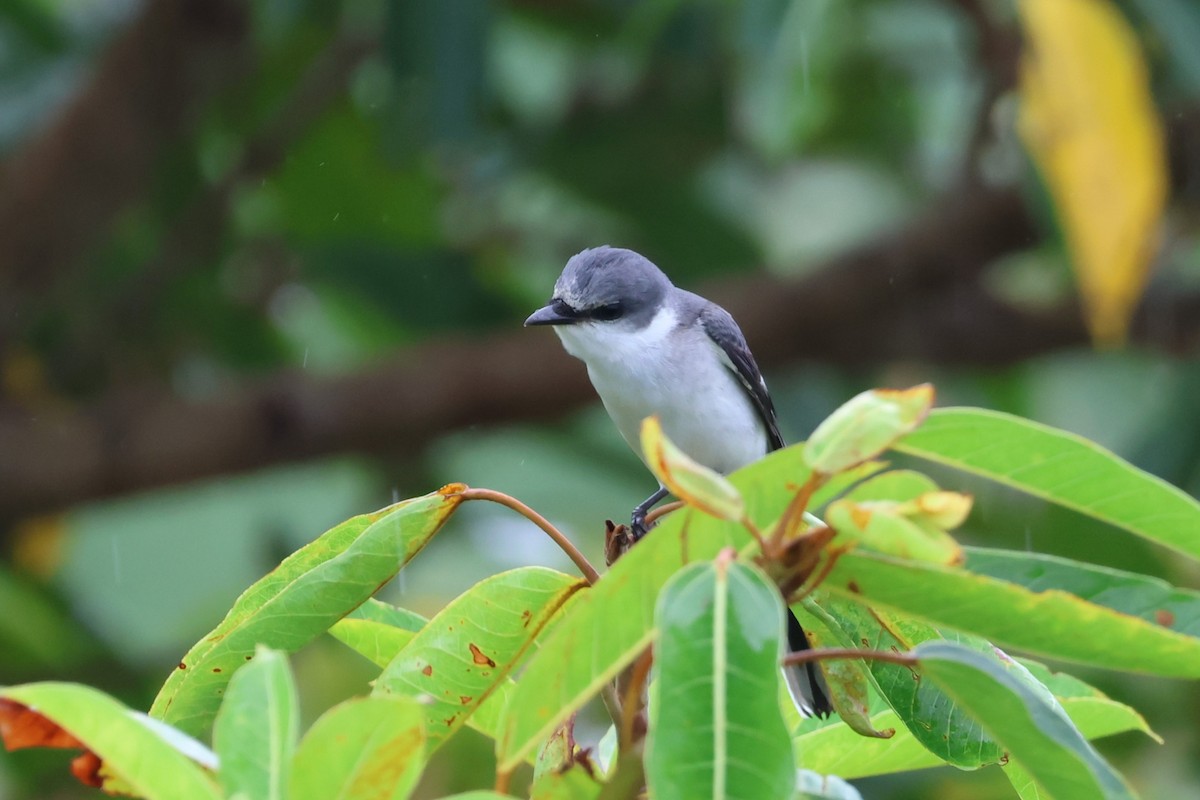 サンショウクイ - ML644189573