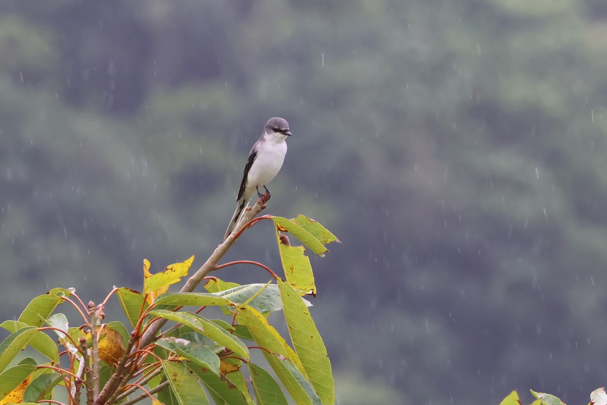 サンショウクイ - ML644189574