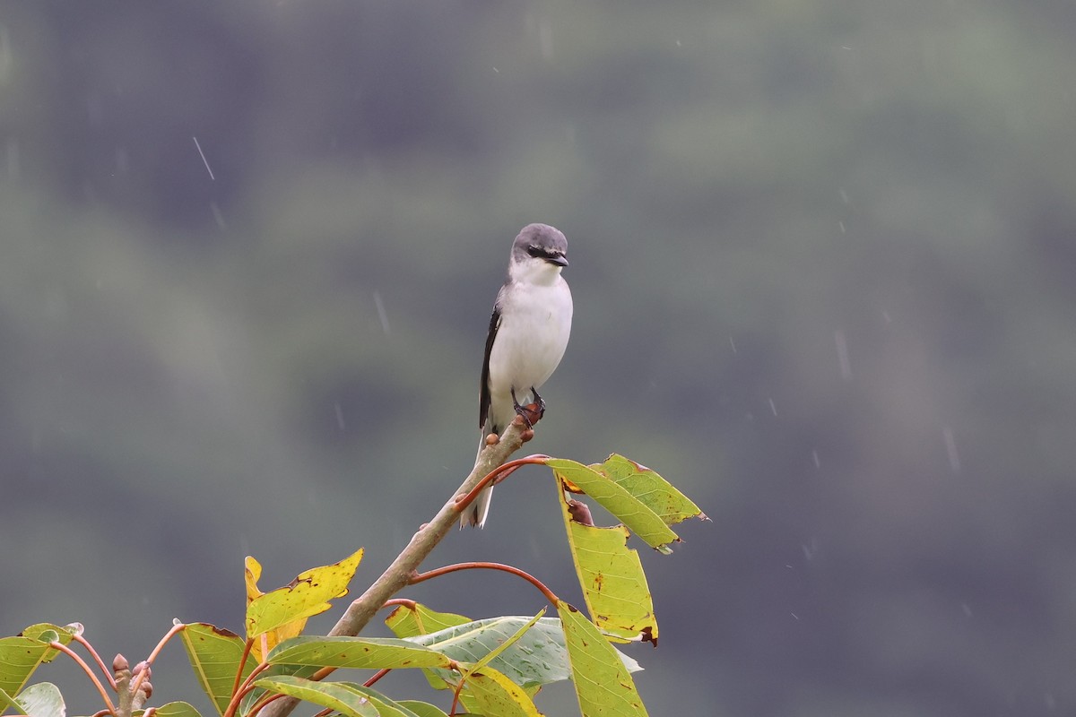 サンショウクイ - ML644189575