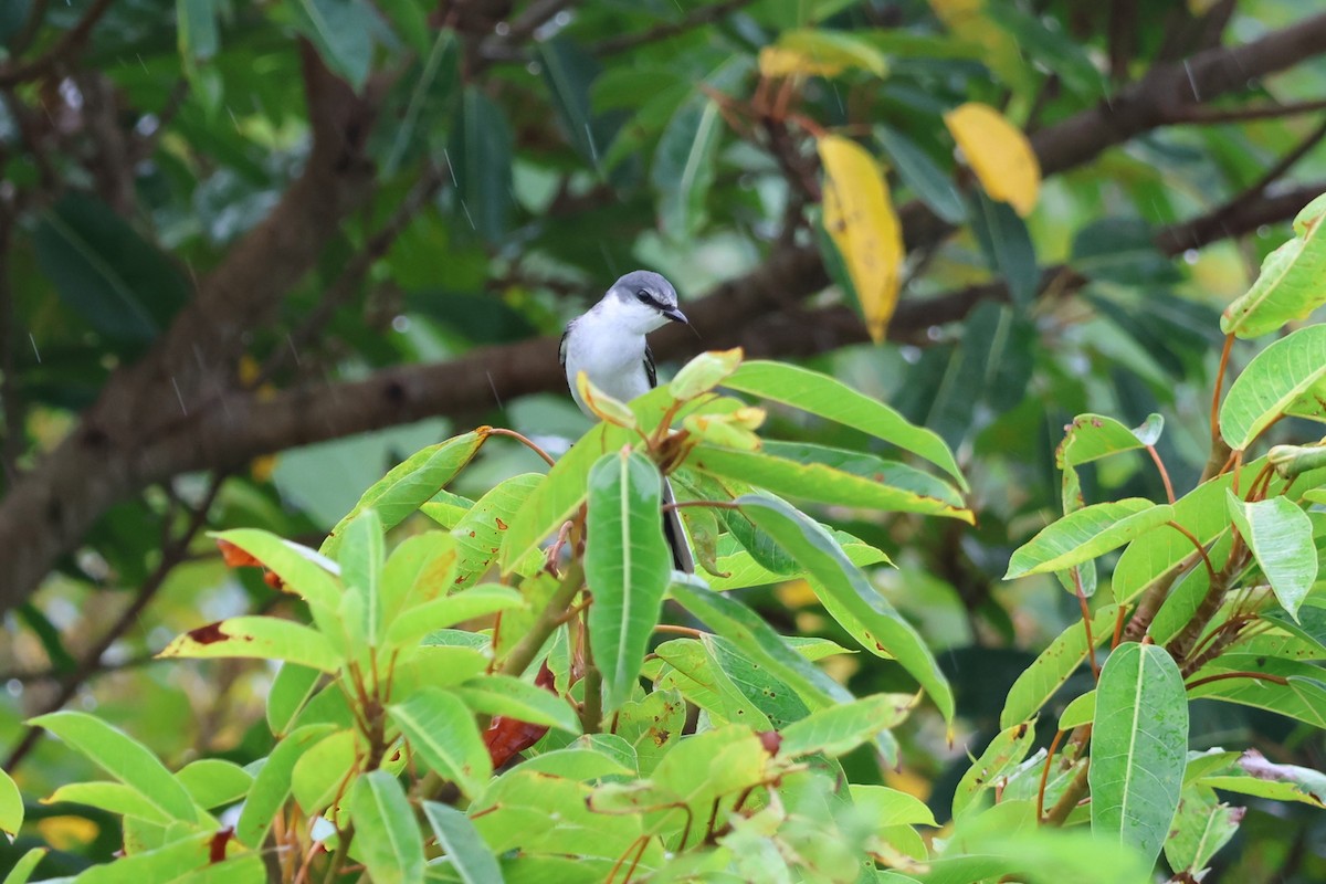 サンショウクイ - ML644189576