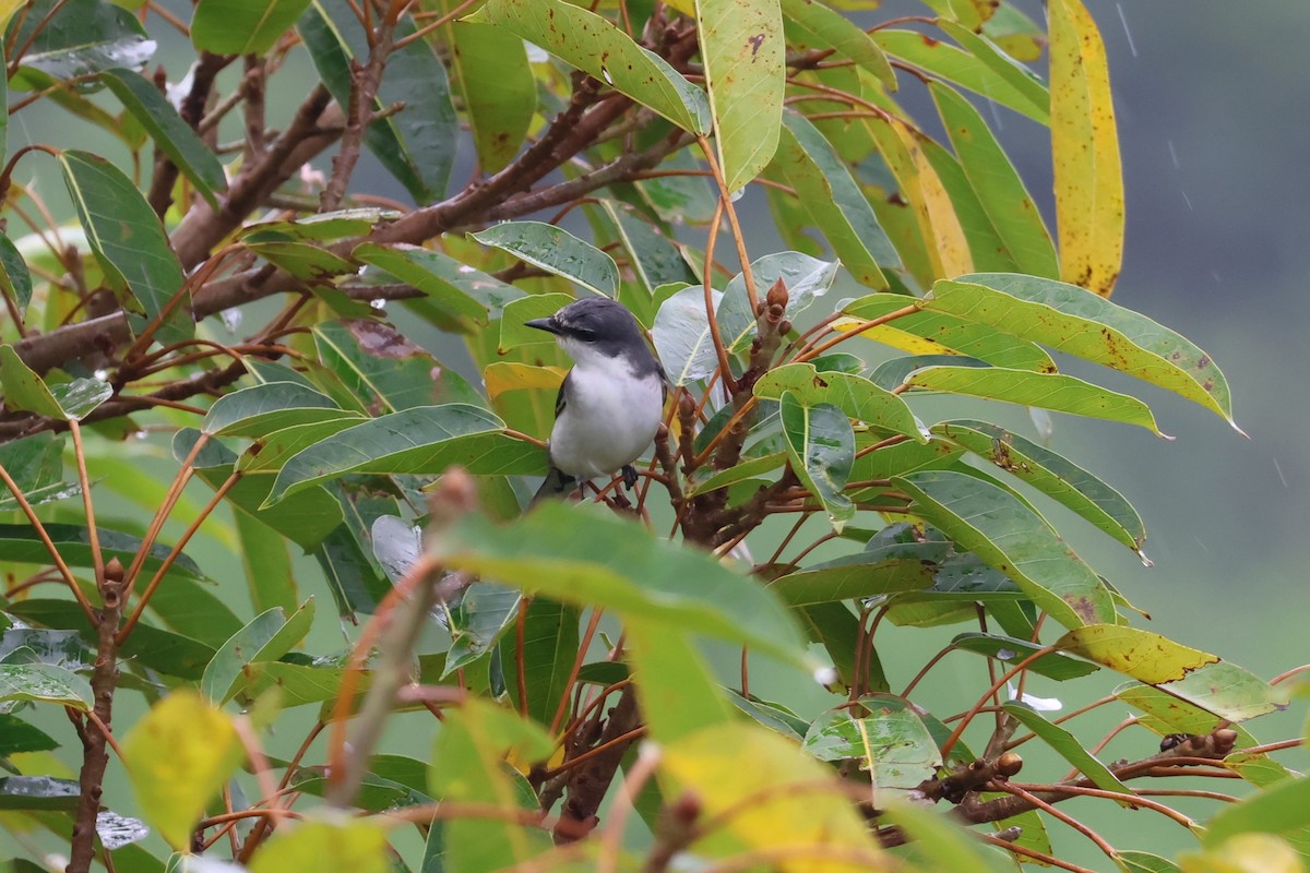 サンショウクイ - ML644189577