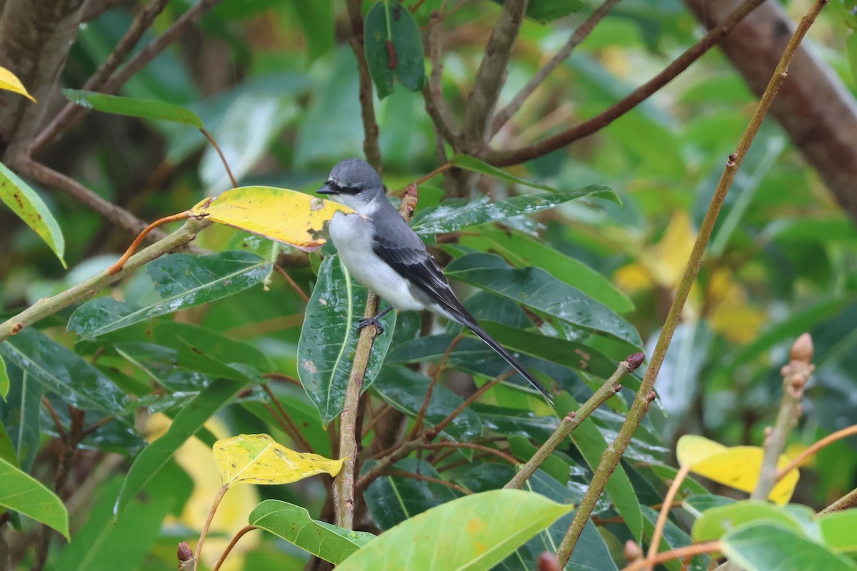 サンショウクイ - ML644189578