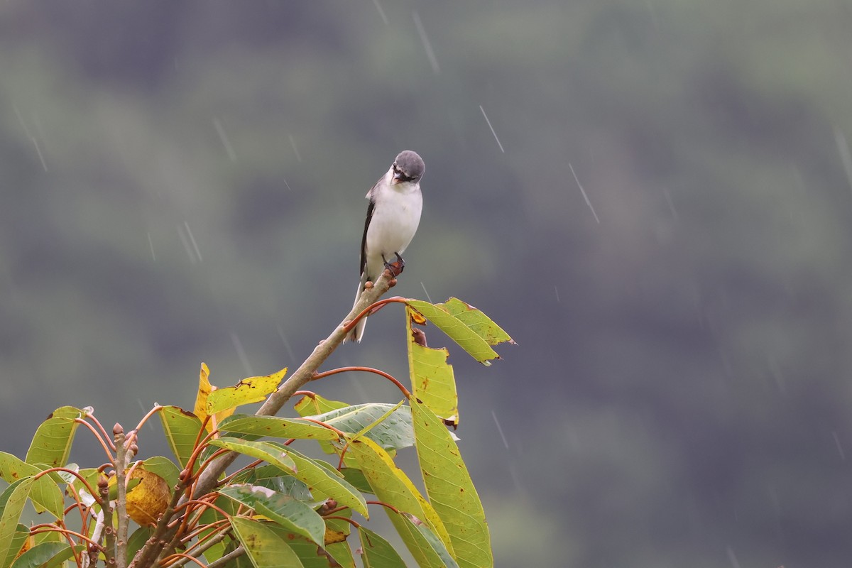 サンショウクイ - ML644189579