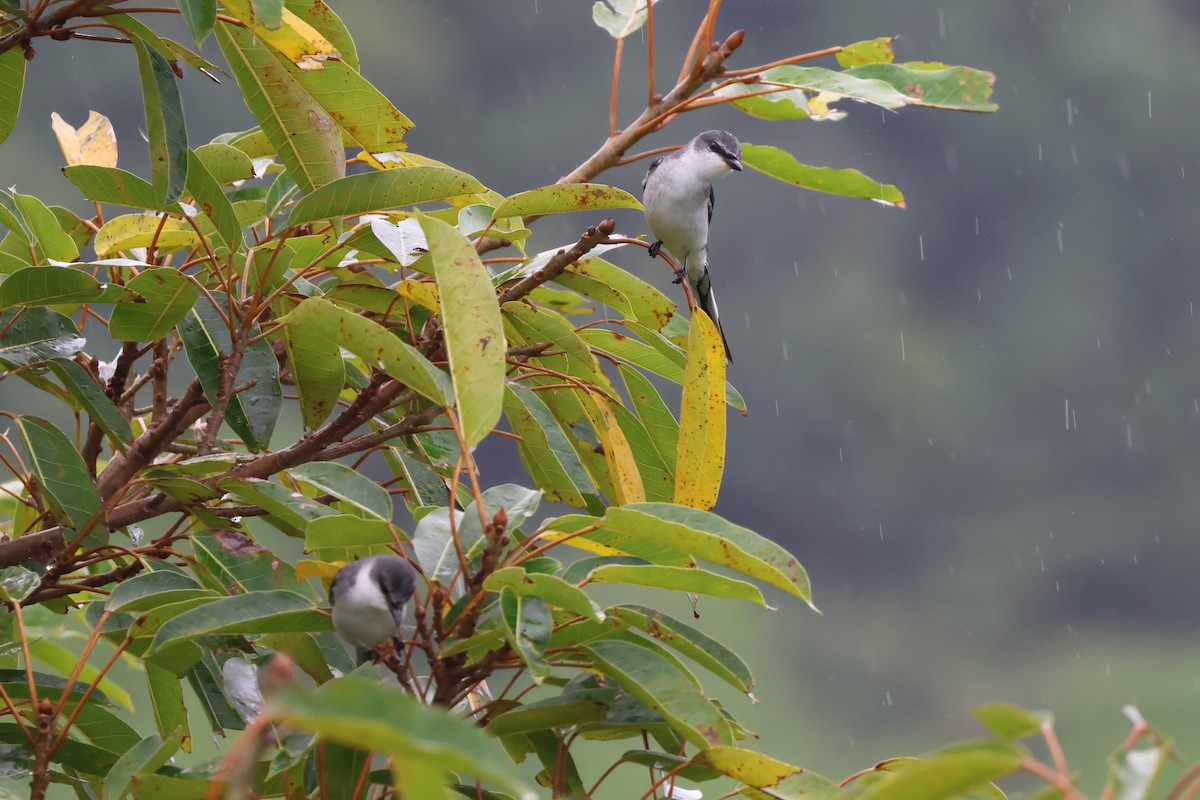 サンショウクイ - ML644189580