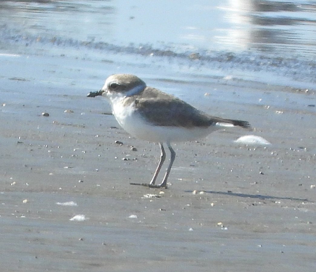 Snowy Plover - ML644189581