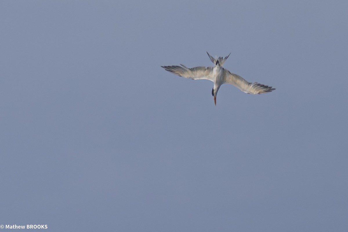 Great Crested Tern - ML644189585