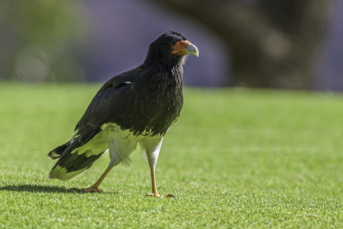 Caracara montagnard - ML644189586