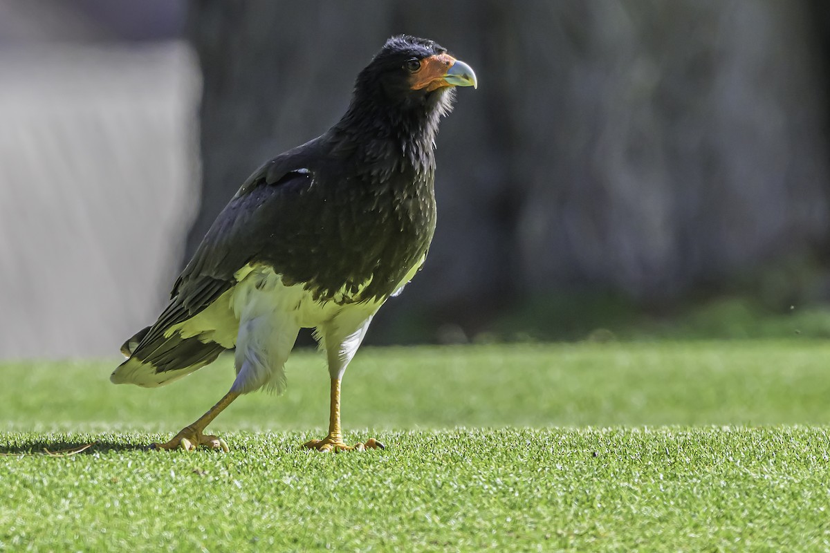 Caracara montagnard - ML644189587