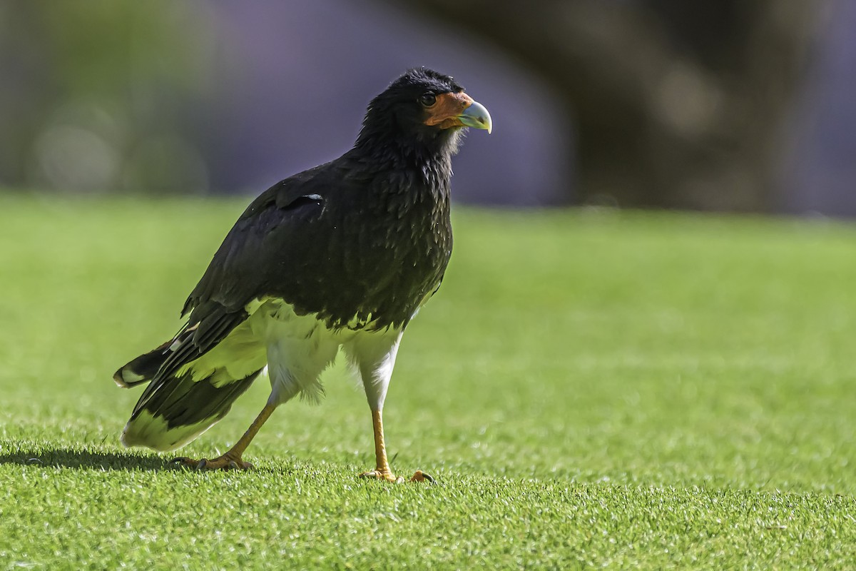 Caracara montagnard - ML644189588