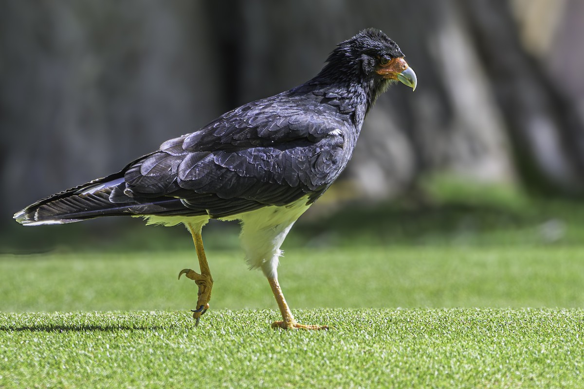 Caracara montagnard - ML644189589