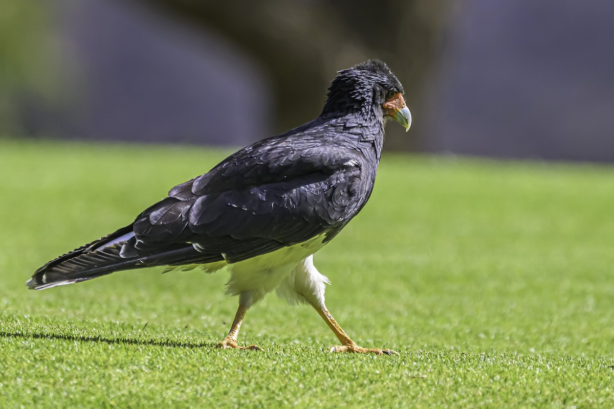 Caracara montagnard - ML644189590