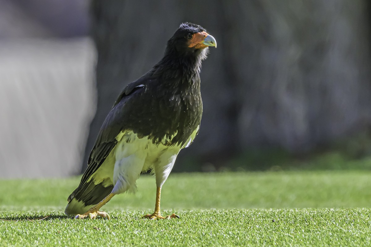 Caracara montagnard - ML644189591