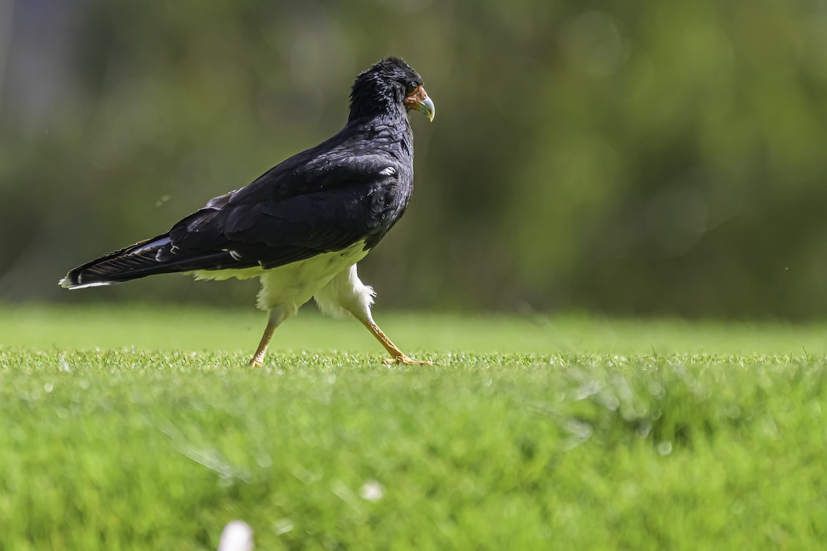 Caracara montagnard - ML644189592