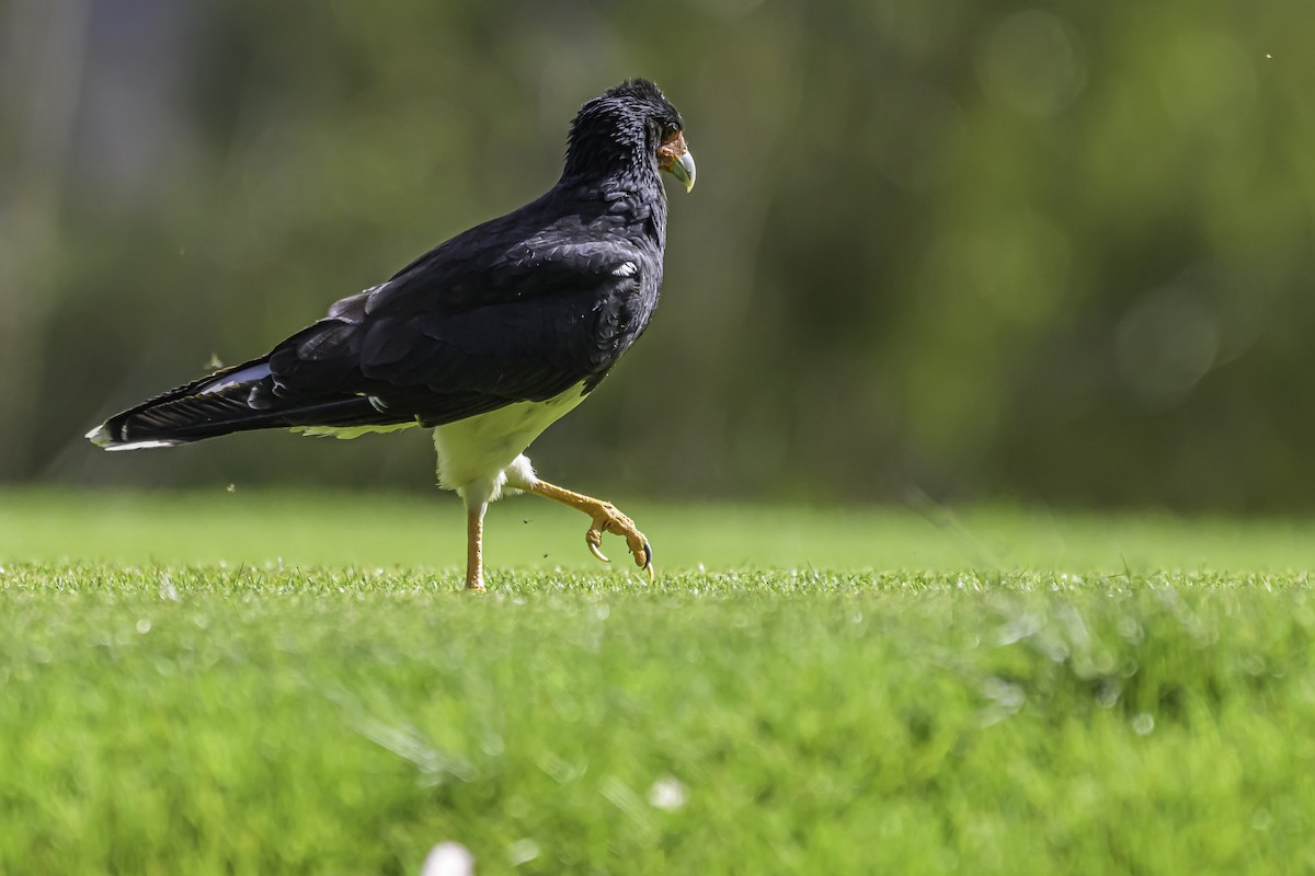 Caracara montagnard - ML644189593