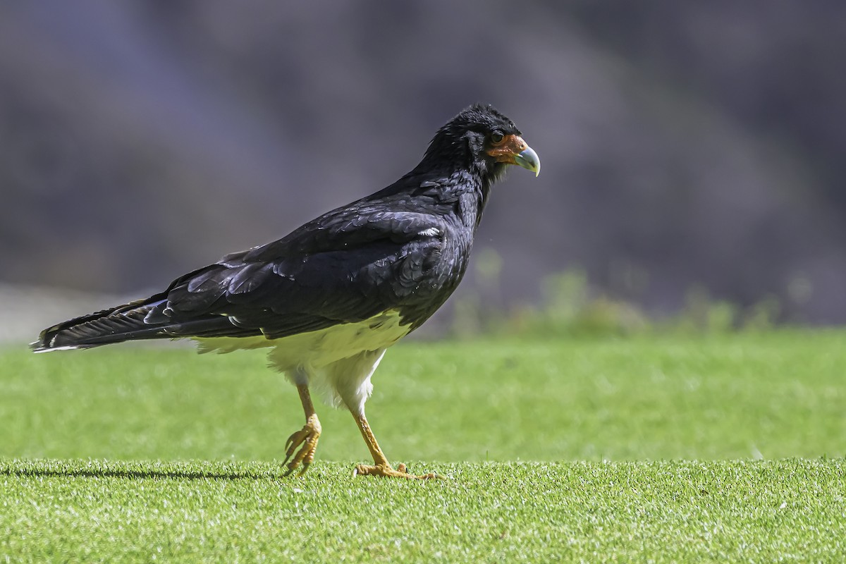 Caracara montagnard - ML644189594