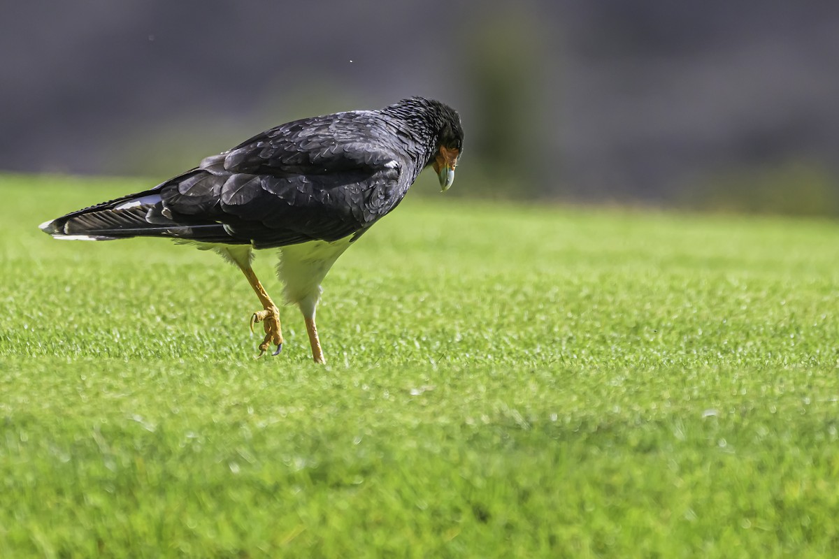 Caracara montagnard - ML644189595