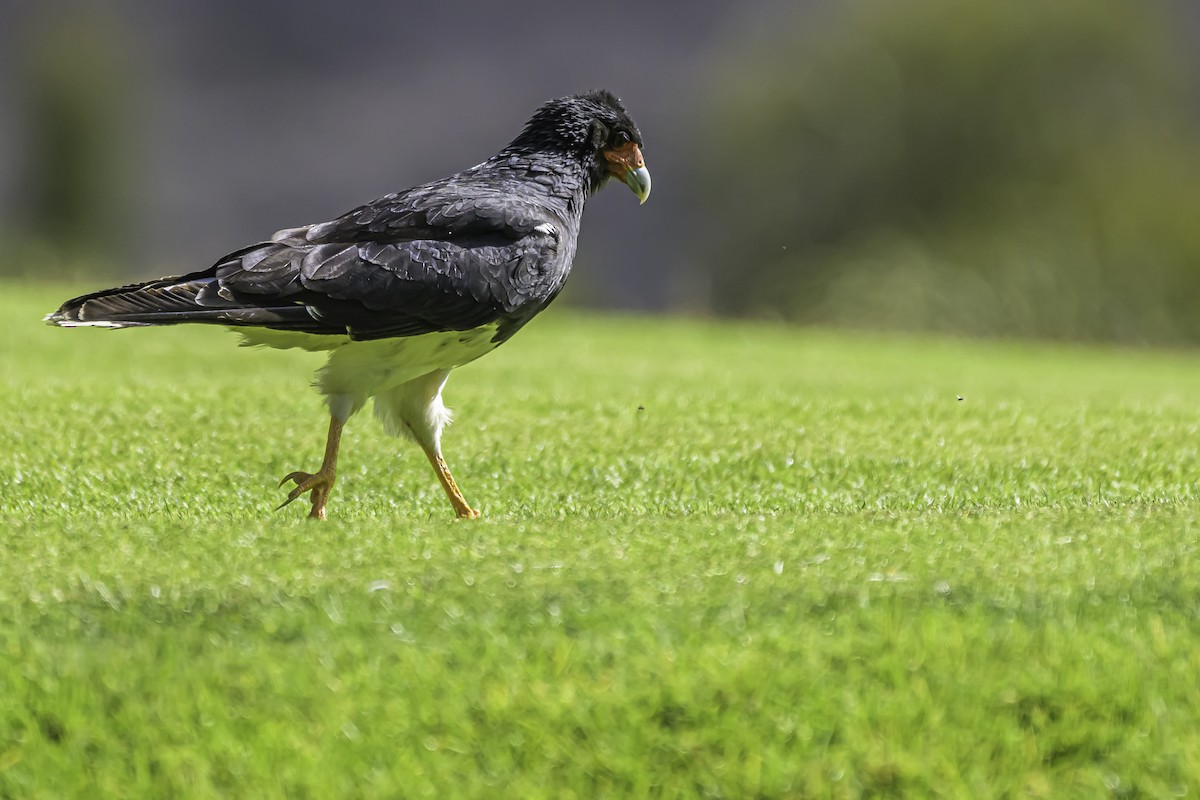 Caracara montagnard - ML644189596