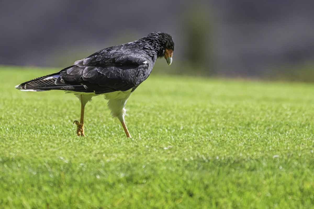 Caracara montagnard - ML644189597
