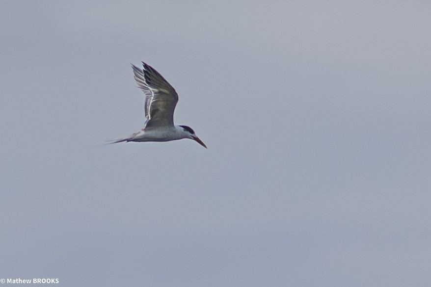 Great Crested Tern - ML644189606