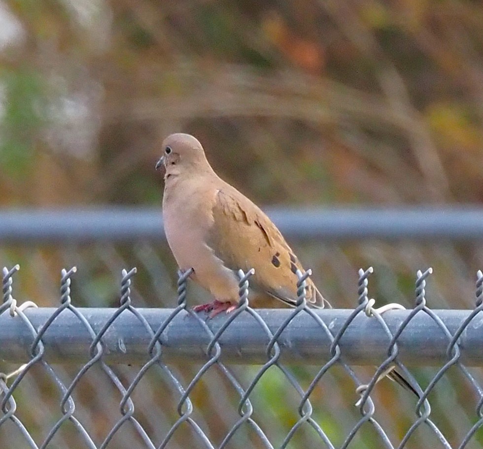 Mourning Dove - ML644189610