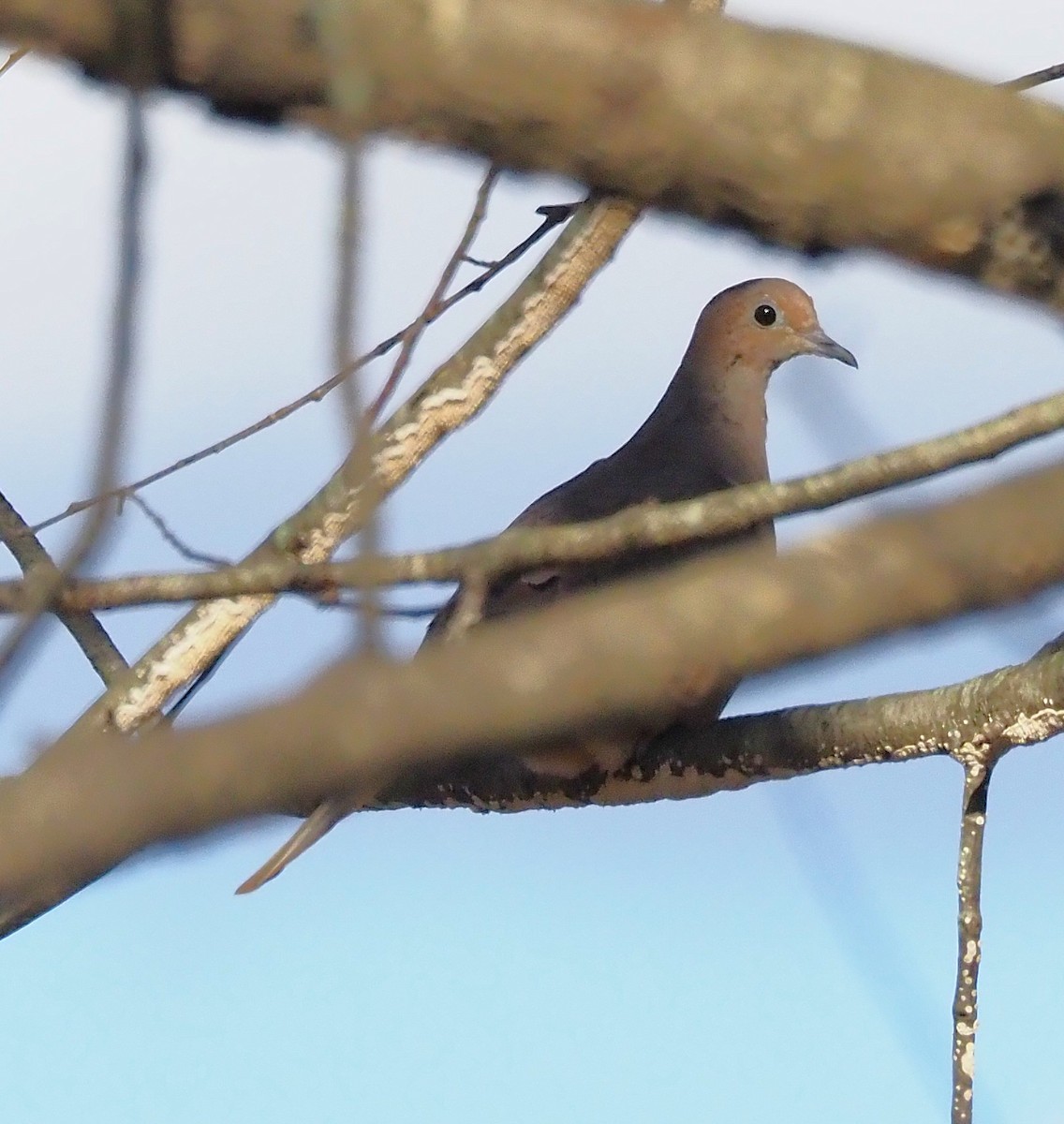 Mourning Dove - ML644189611