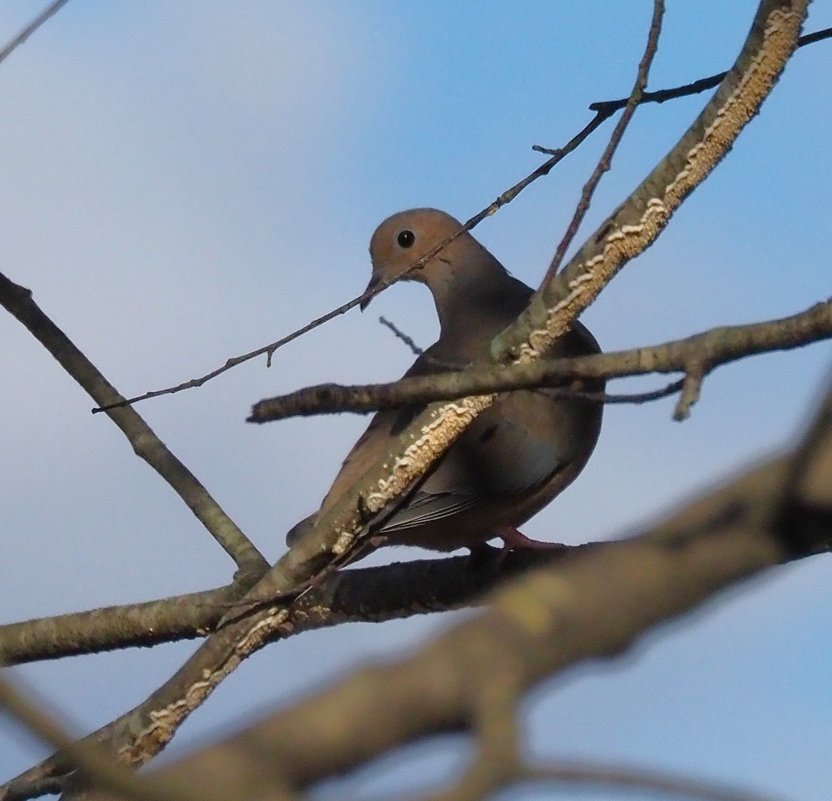 Mourning Dove - ML644189612