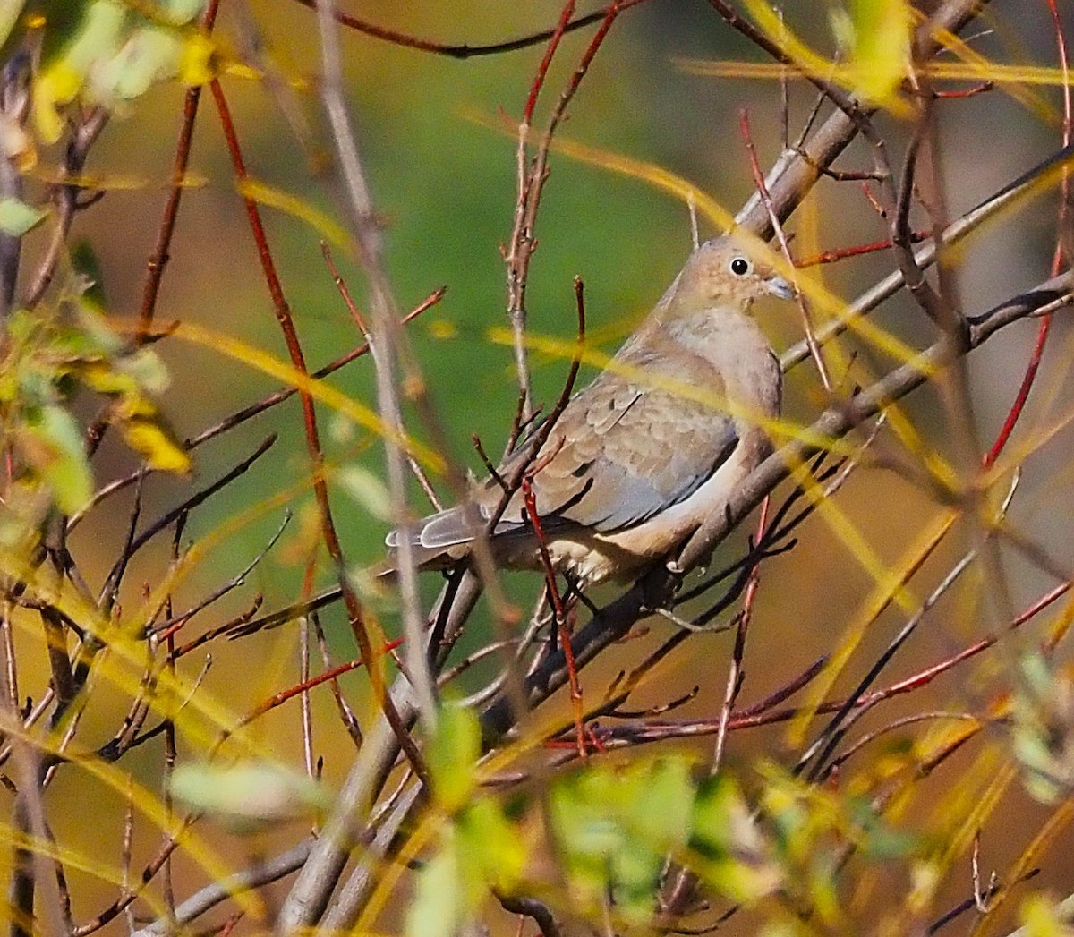 Mourning Dove - ML644189613