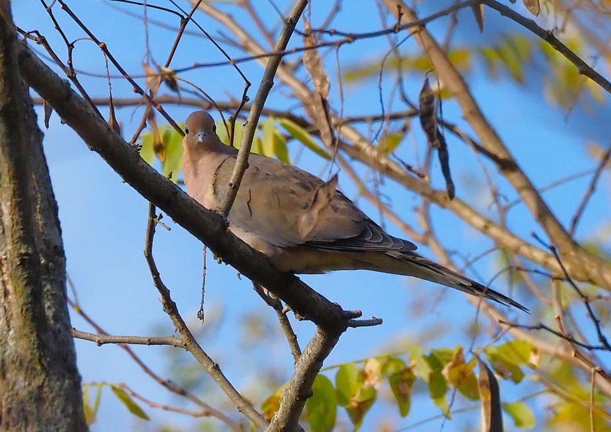 Mourning Dove - ML644189614