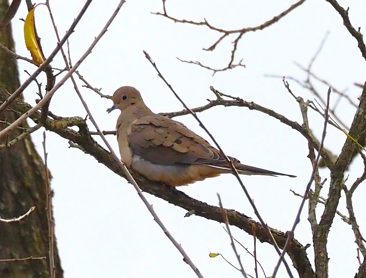 Mourning Dove - ML644189615