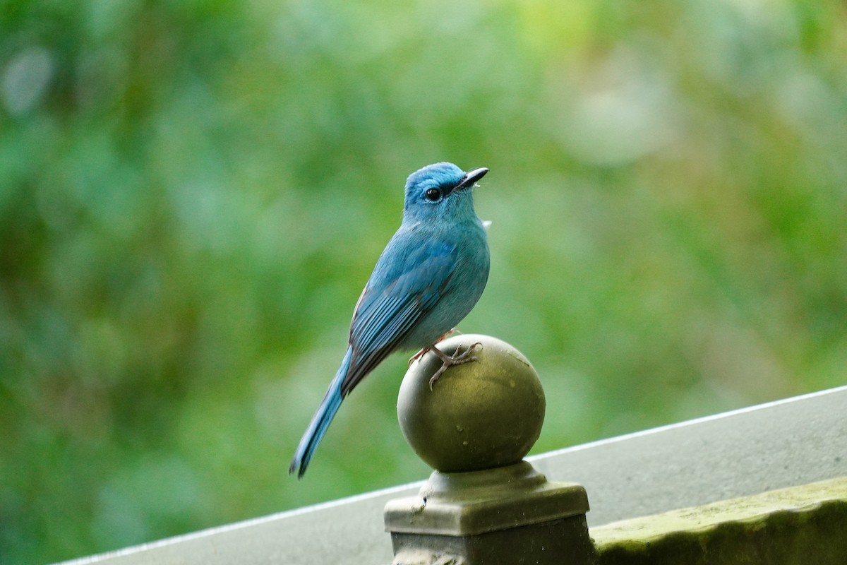 ウスヒメアオヒタキ - ML644189616