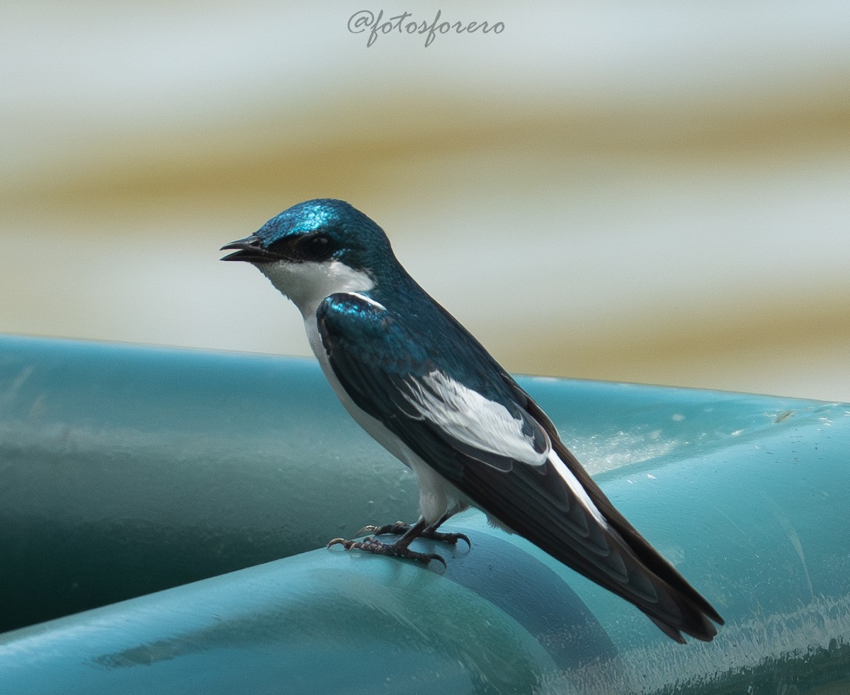 ハジロミドリツバメ - ML644189623