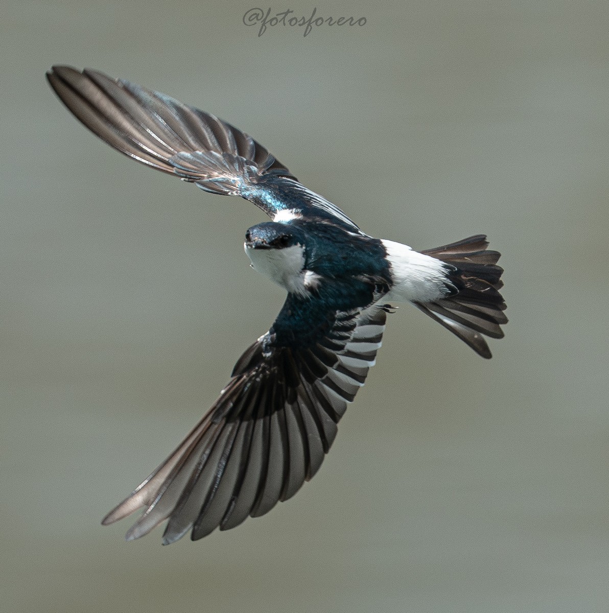 ハジロミドリツバメ - ML644189624